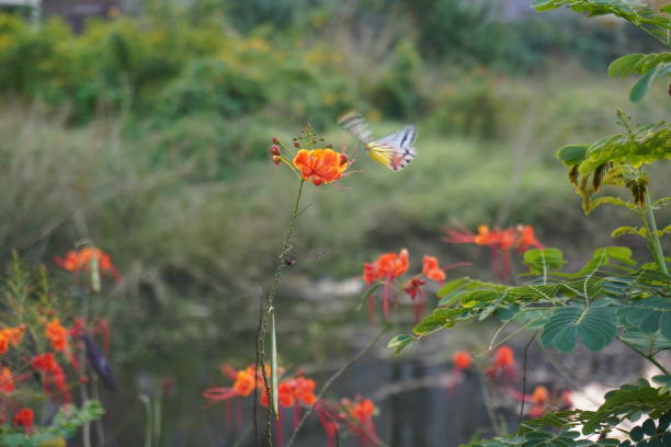 A beautiful tiny butterfly is flying towards the orange flowers