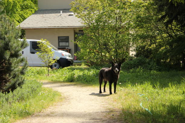 istock Country House with Black Dog in Sunlit Yard 2183298869