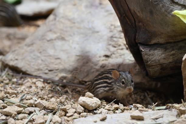 Close-up of a small striped rodent in a natural habitat with rocks and wood, showcasing wildlife in a desert environment.