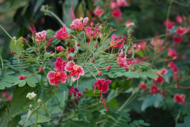 istock Pink flowers in the backyard 2183298979