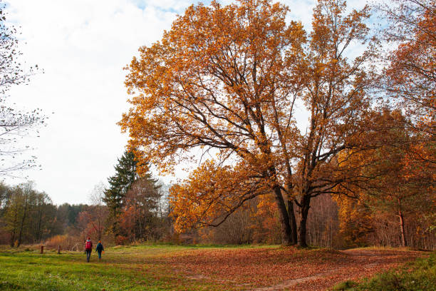 istock Beautiful autumn landscape: huge oak tree, path and walking people on a background. 2183299299