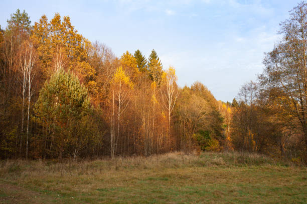 istock Beautiful autumn landscape: forest edge, autumn trees and bushes. 2183299314