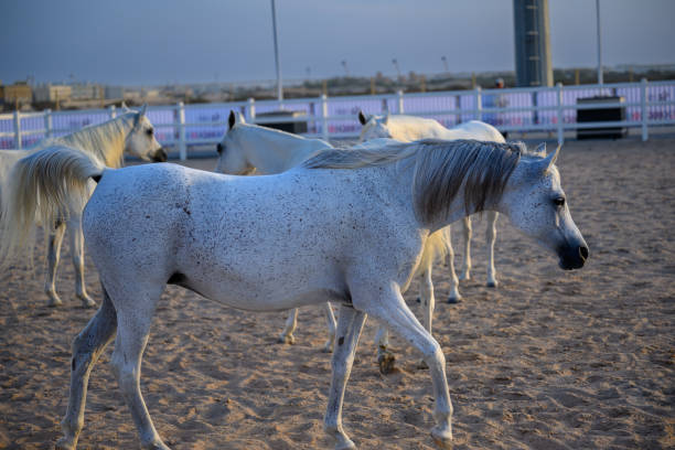 Part of a series at the horse ranch: White horse is running freely in ranch.