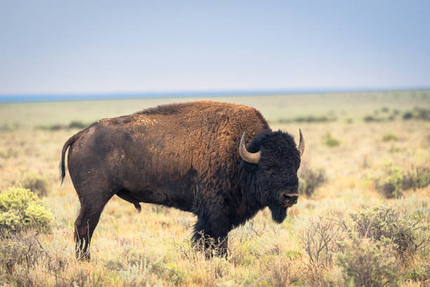 istock American bison buffalo on the prairie. 2183299425