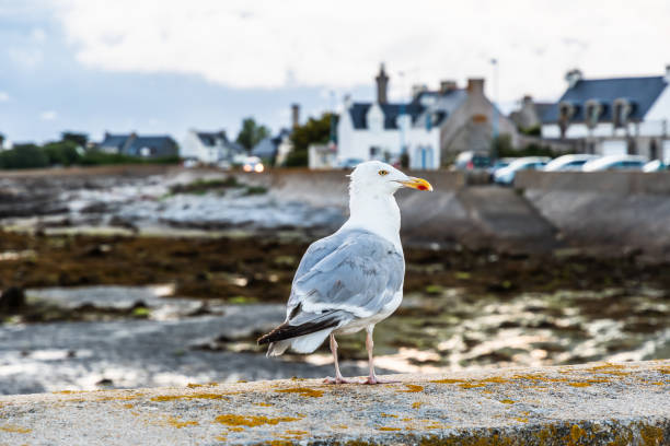 istock Seagulls on a harbor wall at atlanctic coast 2183299768