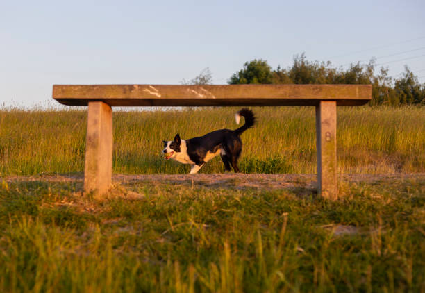 Border Collie sheepdog playing at sunset