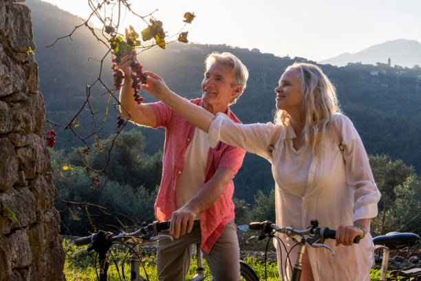 Mature couple pick grapes in countryside at sunset