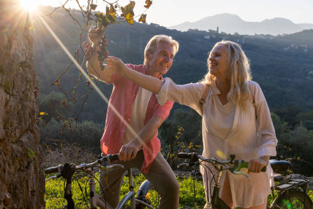 Mature couple pick grapes in countryside at sunset