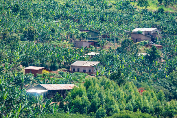 istock African lush green hillside is covered with rows of various plants, Rwanda 2183302672