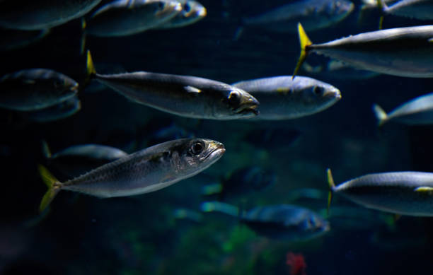 istock School of mackerel in the Baltic Sea 2183302957