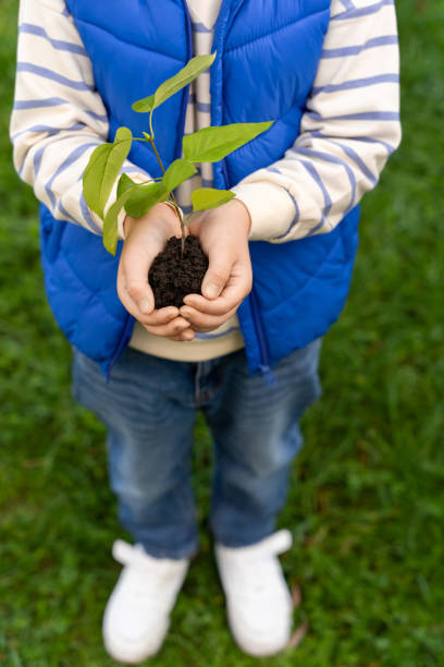 Unrecognizable child holding small plant with fresh leaves learning about value of protecting earth's resources