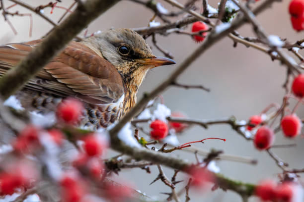 A fieldfare (Turdus pilaris) sits on a snow-covered hawthorn bush, its berries gleaming like ornaments on a Christmas tree. It?s a perfect image for a Christmas postcard or a festive background.