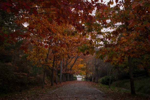 istock Trees adorned with autumn colors in a public park 2183305646