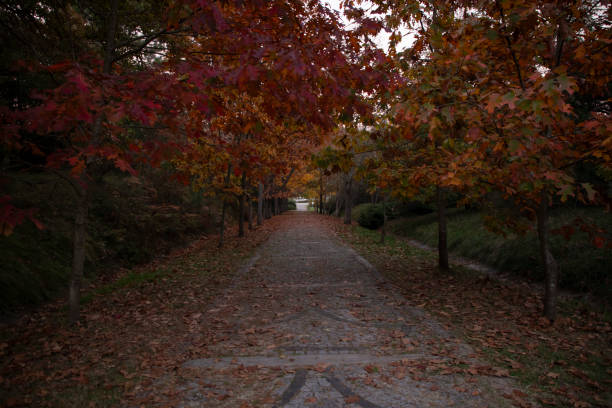 Trees adorned with autumn colors in a public park