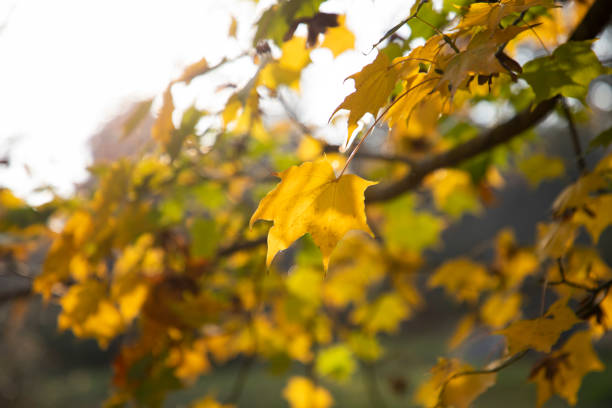 Trees adorned with autumn colors in a public park