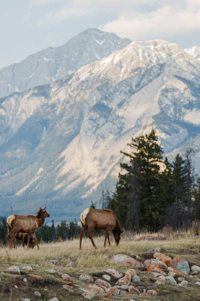 American Elk on pasture in Banff visible from the road during a trip to Canadian Rockies