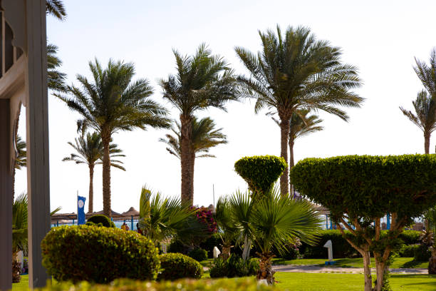 There is a beautiful row of palm trees standing tall in a lush, vibrant green park, creating a picturesque natural scenery