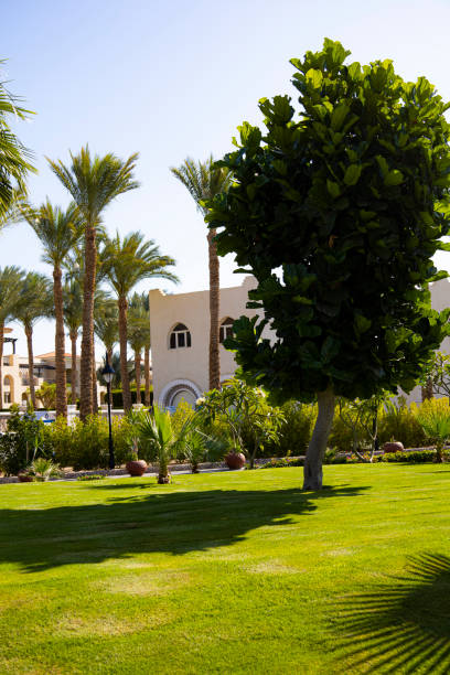 istock A green park with palm trees and a white building in the back 2183308454