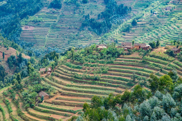 African lush and vibrant green hillside that is beautifully covered in neatly arranged rows of various plants and trees of different kinds, Rwanda