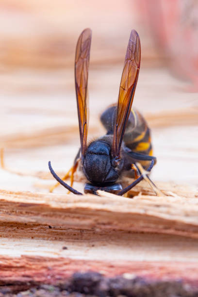 istock Asian hornet from Catalonia - portrait 2183311938