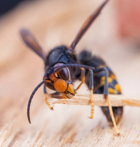 istock Asian hornet from Catalonia - portrait 2183311981