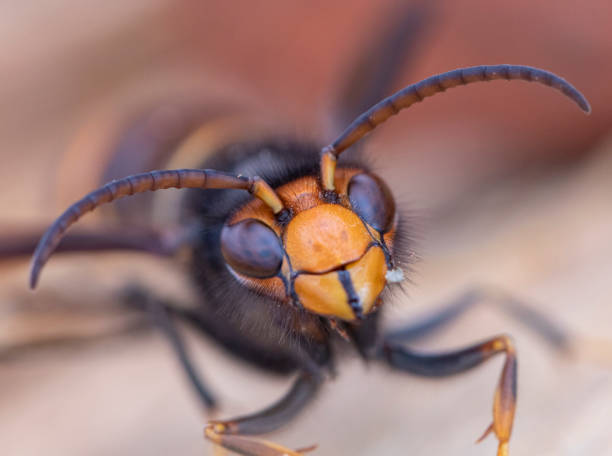 istock Asian hornet from Catalonia - portrait 2183311988