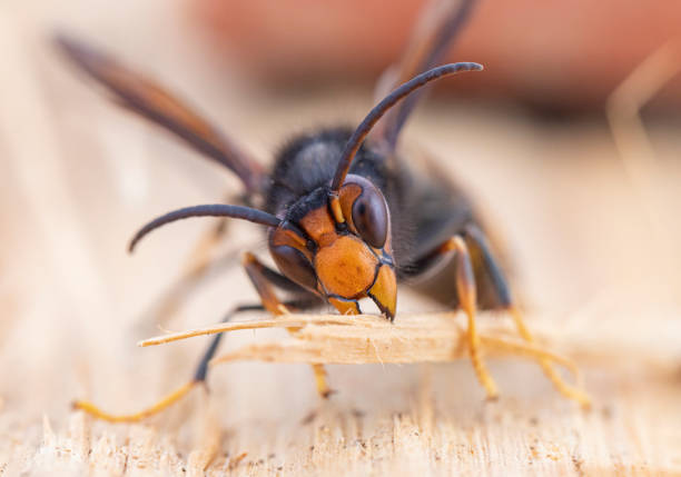 istock Asian hornet from Catalonia - portrait 2183311992
