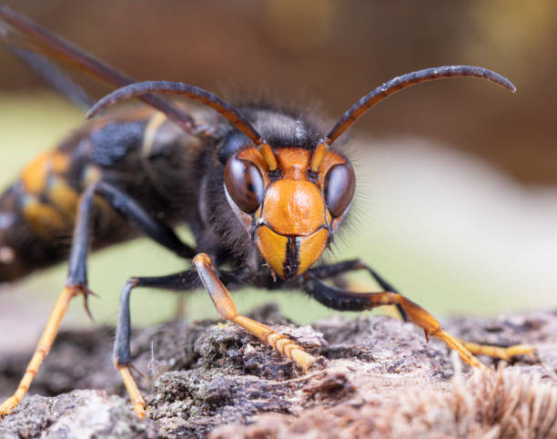 istock Asian hornet from Catalonia - portrait 2183312342