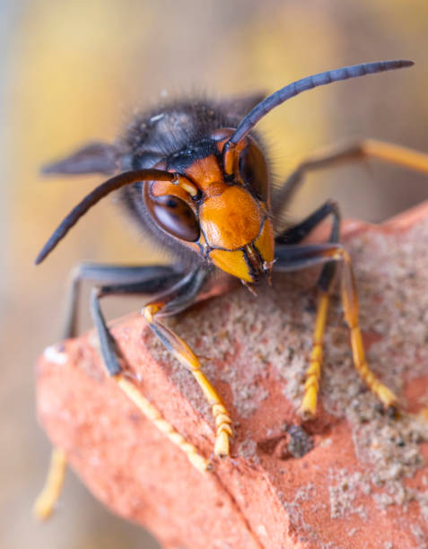 istock Asian hornet from Catalonia - portrait 2183312348