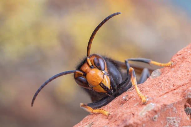 Asian hornet from Catalonia - portrait