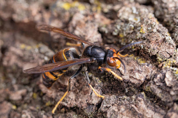 istock Asian hornet from Catalonia - portrait 2183312362
