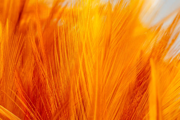 istock Macro brown feather,Brown Feathers with Softness Abstract and selective focus well editing text presentation on free space Background 2183313850