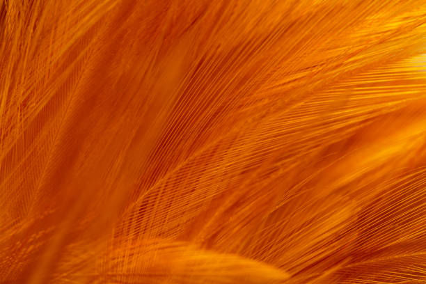 istock Macro brown feather,Brown Feathers with Softness Abstract and selective focus well editing text presentation on free space Background 2183313870