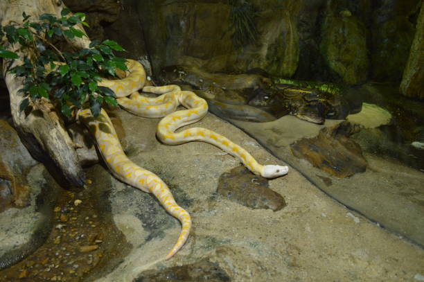 istock aquarium, fish, water, algae, snakes, shark 2183315184