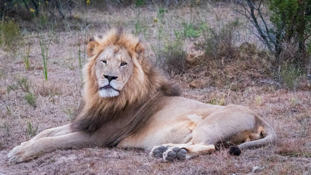 istock The lion don't sleep tonight 2183317500