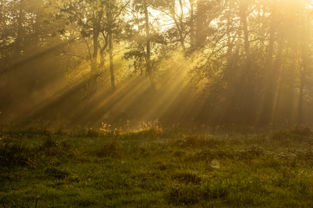 istock Autumn background with sunbeams 2183317654
