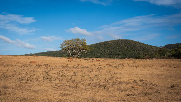 istock Landscape in South Africa 2183317774
