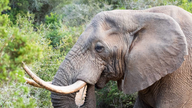 istock Elephants in South Africa 2183317878