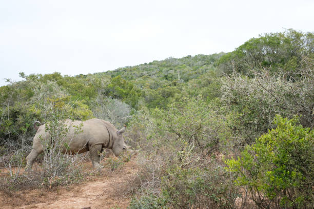 Manyoni Game Reserve is a protected area in the north eastern part of Kwa Zulu Natal,  South Africa