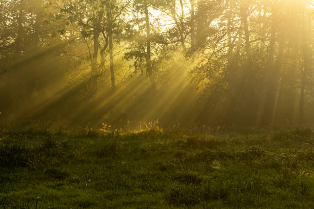 istock Autumn background with sunbeams 2183318091