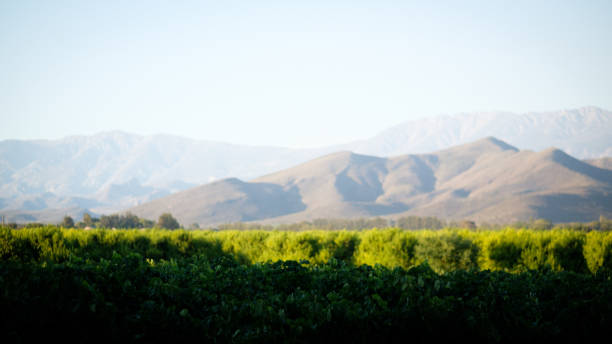 Winemaking landscape near Cape Town, South Africa.