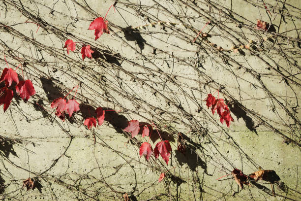 Bright red leaves from a creeping vine cling to a textured wall, casting intricate shadows across the surface. The wall's rough, slightly weathered texture complements the thin, winding branches and sparse leaves, creating a visually striking pattern. The vivid red foliage suggests a seasonal transition, adding a warm contrast to the muted tones of the wall. This plant is likely a type of Virginia creeper (Parthenocissus quinquefolia) or possibly Boston ivy (Parthenocissus tricuspidata), both known for their vibrant autumn colors.