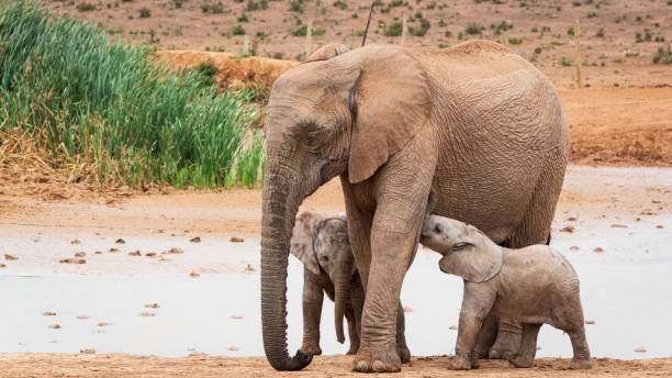 istock Elephants in Addo National Park 2183318584