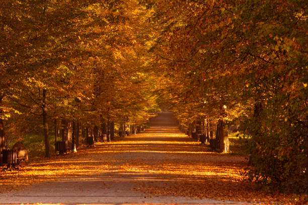 A beautiful park in Poland in the city of Pszczyna in the morning