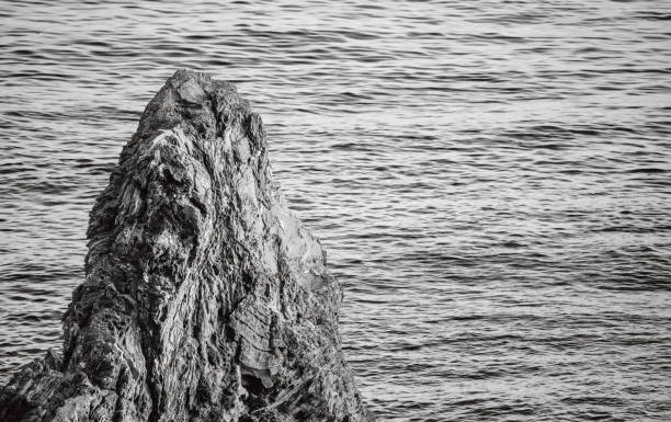 This black-and-white image captures the intricate textures of a rugged rock formation standing against a softly rippled sea. The visual similarity in texture between the rock and the surrounding water creates a harmonious yet striking contrast, emphasizing the natural patterns in both elements. The monochromatic tone enhances the details, making the rough, layered rock appear almost like an extension of the water's surface, merging land and sea in a unique and compelling way
