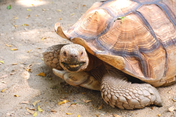 Funny animal portrait, Big Sulcata tortoise looking at camera while crawling on the ground in a pond at zoo, the black patch on its mouth making look like it's smiling.