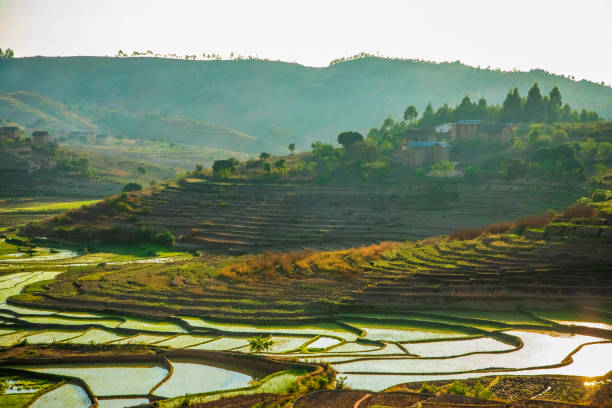 istock Rice terrasses fields of Madagascar 2183319257