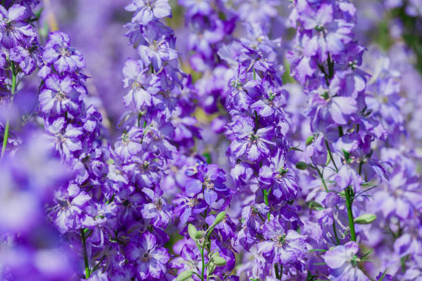istock beautiful flowers growing on Confetti fields 2183319823