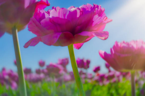 Pink violet tulip against blue sky Sun rays Design for banner wishing card poster Mother's day women's day birthday wedding valentines day Spring flowers Gift women girls bouquet of tulips blooming