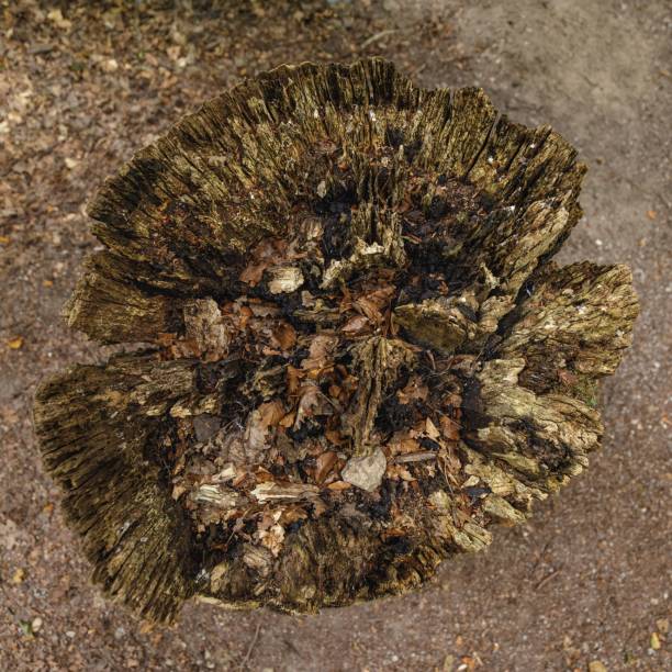 A closeup of a cut off dry tree stump in the forest